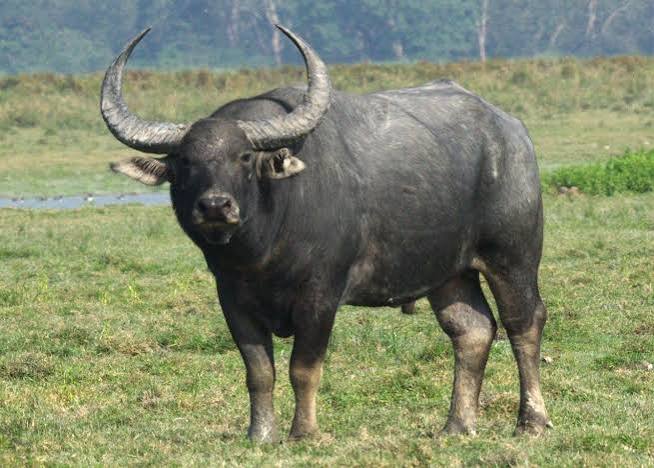 Koshi Tappu Wildlife Safari